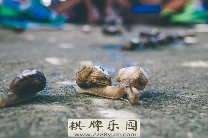 为了之王整间动物园都出动了